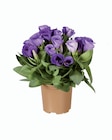 Eustoma - Lidl à Nîmes Eustoma en promo chez Lidl Nîmes à 1,65 €