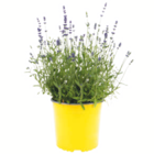 toom Baumarkt Selbach - Nützlingsfreundliche Pflanzen Angebot im Prospekt Nützlingsfreundliche Pflanzen bei toom Baumarkt im Selbach Prospekt für 3,59 €
