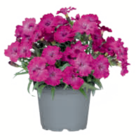 Aktuelles Gartennelke Angebot bei toom Baumarkt in Hamburg ab 3,99 €