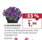 BLAUKISSEN bei Dehner Garten-Center im Nohra Prospekt für 1,99 €