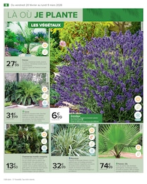 Offre Palmier dans le catalogue Carrefour du moment à la page 10