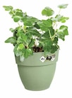 Aktuelles Hängetopf Vibia Angebot bei Dehner Garten-Center in Essen ab 6,99 €