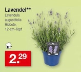 Lavendel für 2,29 € bei Zimmermann im Angebot Lavendel im aktuellen Zimmermann Prospekt