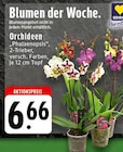 Orchideen 'Phalaenopsis' im Angebot bei EDEKA in Osnabrück Orchideen 'Phalaenopsis' Angebote bei EDEKA Osnabrück für 6,66 €