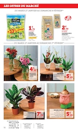 Offre Phalaenopsis dans le catalogue Super U du moment à la page 32