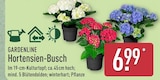 Hortensien-Busch Angebote von Gardenline bei ALDI Nord Ahlen für 6,99 €
