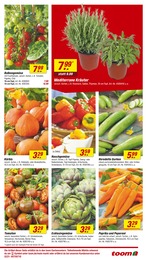 Artischocken Angebot & Preis im aktuellen toom Baumarkt Prospekt Artischocken Angebot im aktuellen toom Baumarkt Prospekt auf Seite 11