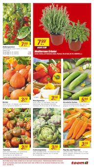 Tomatenpflanze Angebot im aktuellen toom Baumarkt Prospekt auf Seite 11