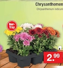 Chrysanthemen Angebote bei Zimmermann Göttingen für 2,99 €