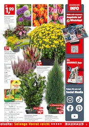 Pflanzen Angebot im aktuellen BAUHAUS Prospekt auf Seite 3