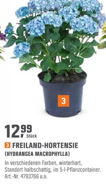 Pflanzen im aktuellen OBI Prospekt für 12.99€