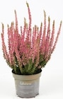 Calluna 'Beauty Ladies' bei Thomas Philipps im Emden Prospekt für 0,99 €
