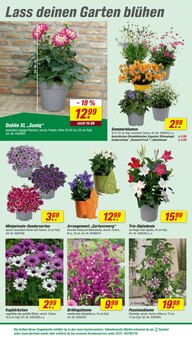 Blumen im toom Baumarkt Prospekt "Respekt, wer's selber macht." mit 28 Seiten (Mannheim)