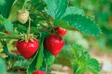 Plants de fraisiers "Gariguette ou Gentonova" dans le catalogue Norma