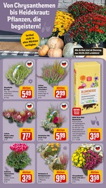 Aktueller REWE Prospekt mit Gartenerde, "Dein Markt", Seite 13