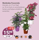 Waldrebe Pyramide von  im aktuellen V-Markt Prospekt für 15,99 €