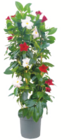 toom Baumarkt Wolfen - Dipladenia Angebot im Prospekt Dipladenia bei toom Baumarkt im Wolfen Prospekt für 22,99 €