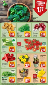 Tulpen im REWE Prospekt "Dein Markt" mit 26 Seiten (Frankfurt (Main))