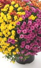 Chrysanthème Tricolore en promo chez Ma Jardinerie Haguenau à 2,99 €