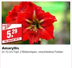 Amaryllis bei bauSpezi im Ebermannstadt Prospekt für 5,29 €