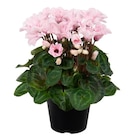 Promo Mini cyclamen "Illusia" ECLOZ à 3,00 € dans le catalogue Jardiland à Gometz-le-Châtel