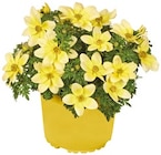 Geranie Angebote bei REWE Ibbenbüren für 1,99 €