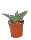 Promo Haworthia en pot à 1,99 € dans le catalogue B&M à Le Mans