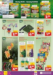 Tulpen im Netto Marken-Discount Prospekt in Elmshorn Aktueller Netto Marken-Discount Prospekt mit Tulpen, "Aktuelle Angebote", Seite 48