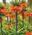 Kaiserkrone Orange Beauty bei BAUHAUS in Grevenbroich Kaiserkrone Orange Beauty im Angebot bei BAUHAUS Grevenbroich für 2,99 €