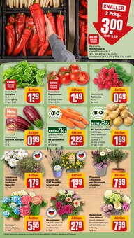 Hortensie im aktuellen REWE Prospekt (Darmstadt) Hortensie im REWE Prospekt "Dein Markt" mit 24 Seiten (Darmstadt)