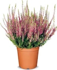Aktuelles Besenheide Angebot bei Netto Marken-Discount in Mönchengladbach ab 1,99 €