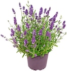 Lavendel „Essence purple“ für 1,99 € bei Penny im Angebot Lavendel „Essence purple“ im aktuellen Penny Prospekt