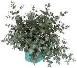 Eukalyptus im Penny Prospekt Eukalyptus im aktuellen Penny Prospekt für 2,59 €