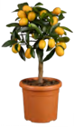 Citrus Spalier bei PROFI Wesch im Großengottern Prospekt für 19,99 €