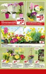 Gartenpflanzen Gartenpflanzen