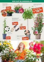 Kletterrosen Angebot & Preis im aktuellen Blume 2000 Prospekt Kletterrosen Angebot im aktuellen Blume 2000 Prospekt auf Seite 4