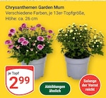 Chrysanthemen Garden Mum im Angebot bei GLOBUS in Amberg Chrysanthemen Garden Mum Angebote bei GLOBUS Amberg für 2,99 €
