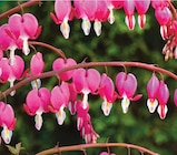 Plante vivace Champetre pot 17 cm dans le catalogue Intermarché Super