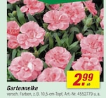 Aktuelles Gartennelke Angebot bei toom Baumarkt in Mannheim ab 2,99 €
