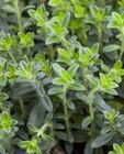 Thymian im Angebot bei Garten-Center Nordharz GmbH & Co. KG in Salzgitter Thymian Angebote bei Garten-Center Nordharz GmbH & Co. KG Salzgitter für 2,99 €