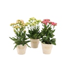 Kalanchoe sunny en promo chez Carrefour Strasbourg à 6,99 €