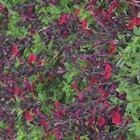 Sauge arbustive - botanic - Botanic Sauge arbustive - botanic à 6,99 € dans le catalogue Botanic