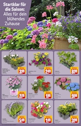 Lavendel Angebot im aktuellen REWE Prospekt auf Seite 8