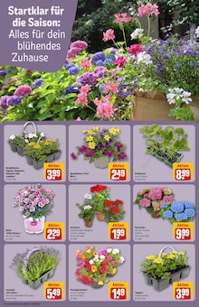 Lavendel im REWE Prospekt "Dein Markt" mit 30 Seiten (Berlin)