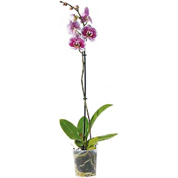 Orchidee