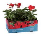 Aktuelles Geranien stehend/hängend/Fuchsien Angebot bei Lidl in Hamburg ab 3,99 €