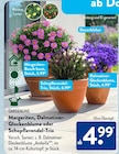 Margeriten-Busch bunt von Gardenline im aktuellen ALDI SÜD Prospekt für 4,99 €