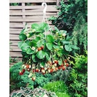 Suspension de fraisiers à 7,99 € dans le catalogue Carrefour