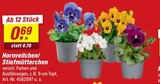 Hornveilchen/Stiefmütterchen Angebote bei toom Baumarkt Stade für 0,69 €