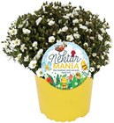 Gartenstauden »Bienenliebling« im Angebot bei REWE in Wetzlar Gartenstauden »Bienenliebling« Angebote von Nektar-MANIA bei REWE Wetzlar für 2,49 €
